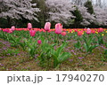 チューリップと桜 17940270