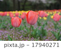 チューリップ 17940271