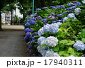 紫陽花 17940311