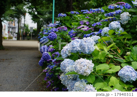 紫陽花 紫陽花 17940311