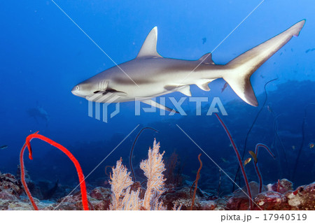 Grey shark jaws ready to attack underwater Grey shark jaws ready to attack underwater 17940519