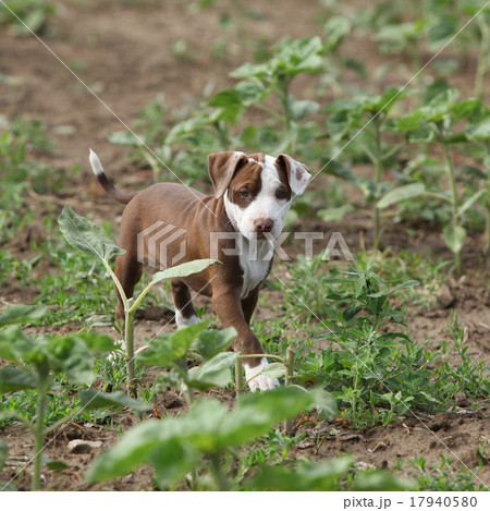 Beautiful puppy of American Pit Bull Terrier Beautiful puppy of American Pit Bull Terrier 17940580