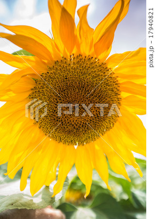 blooming of sunflower blooming of sunflower 17940821