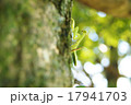 木に登るカマキリ 17941703
