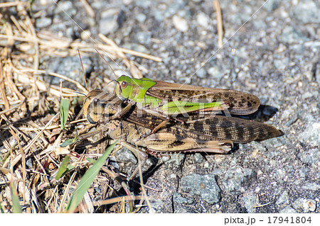 トノサマバッタのおんぶ  17941804