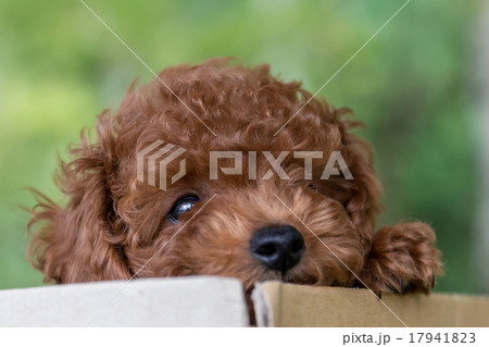 トイプードルのあかちゃん トイプードルのあかちゃん 17941823