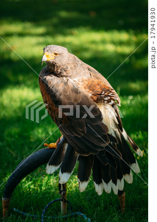 Eagle Haliaeetus albicilla on green grass 17941930