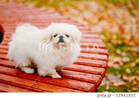 White Pekingese Pekinese Peke Whelp Puppy Dog On 17941937