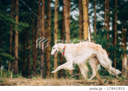 White Russian Wolfhound Dog, Borzoi, Hunting dog 17941953