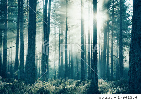 Coniferous forest with morning sun shining 17941954