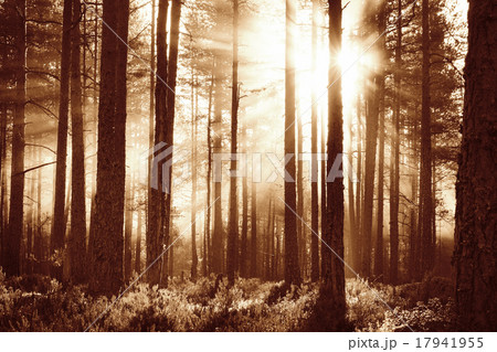 Coniferous forest with morning sun shining Coniferous forest with morning sun shining 17941955