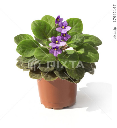 violet 17942147
