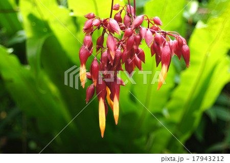 チャポディア・スプレンデンス 17943212