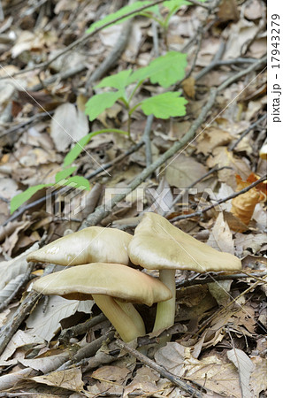 クサウラベニタケ クサウラベニタケ 17943279