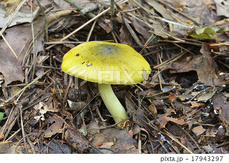 アイシメジ アイシメジ 17943297