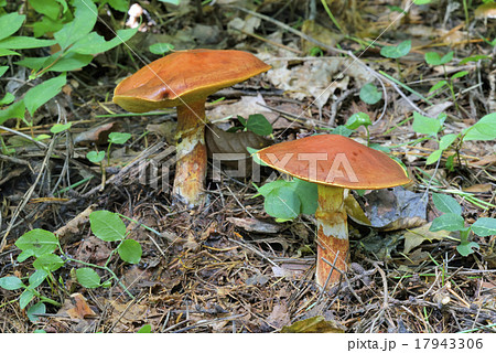 ハナイグチ 17943306