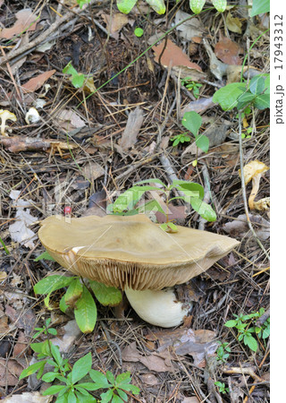 ウラベニホテイシメジ ウラベニホテイシメジ 17943312