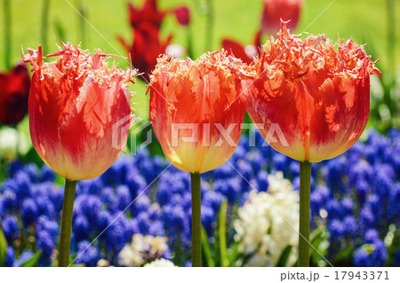 Tulips 17943371