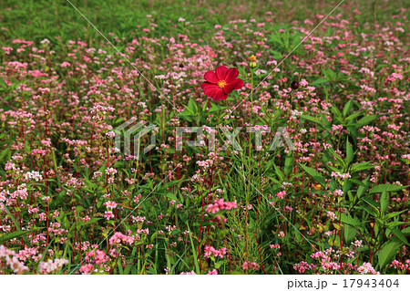 赤蕎麦の花とコスモス 赤蕎麦の花とコスモス 17943404