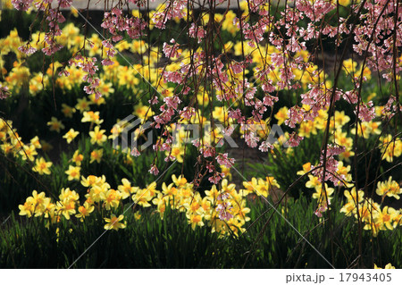 スイセンと枝垂桜 スイセンと枝垂桜 17943405
