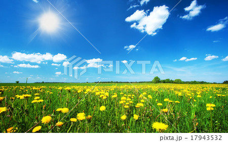 Field with dandelions and blue sky 17943532