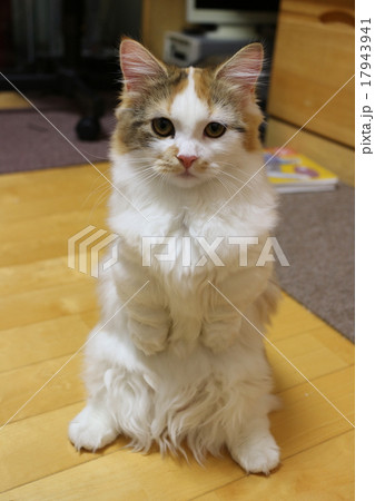 子猫 17943941