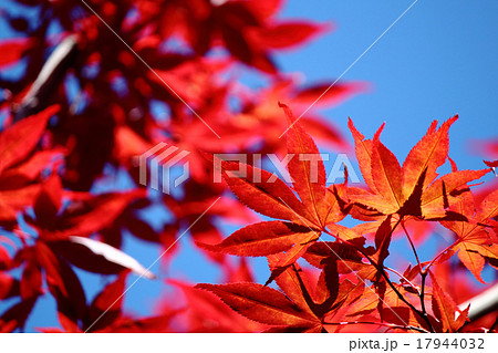 紅葉 紅葉 17944032