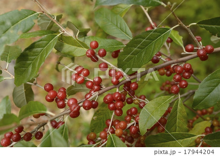 秋のグミ 秋のグミ 17944204