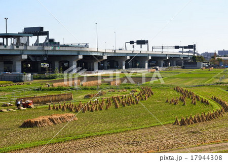 圏央道をバックに田んぼでは稲刈りが進む 17944308