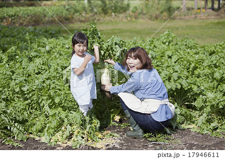 親子で家庭菜園の写真素材