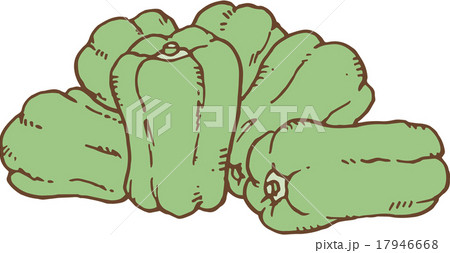 ピーマン ピーマン 17946668