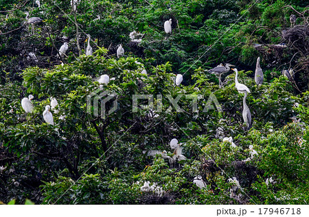 サギの集団 17946718