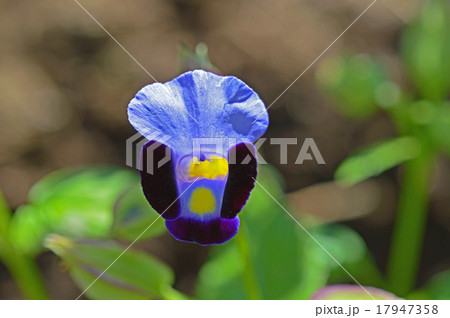 トレニア トレニア 17947358