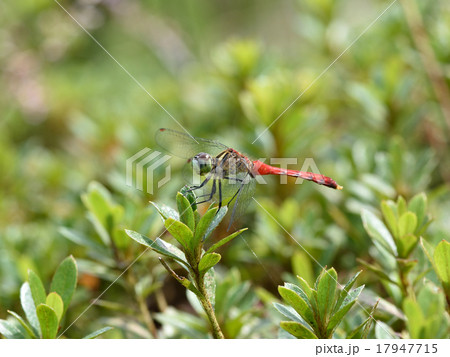 マイコアカネ（赤トンボ） 17947715