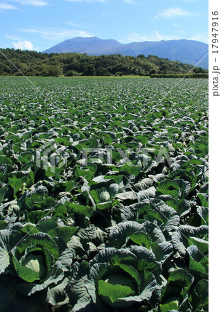 キャベツ畑 キャベツ畑 17947916