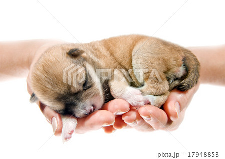 Newborn puppy in the caring hands Newborn puppy in the caring hands 17948853