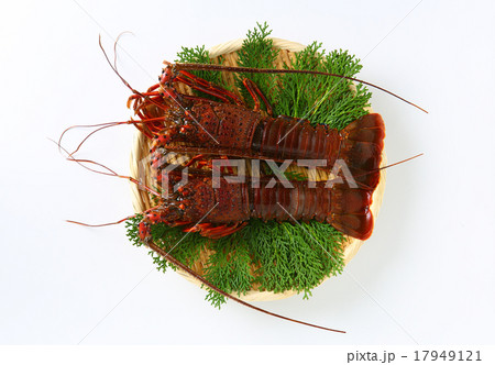 伊勢えび 17949121