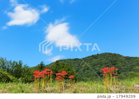 彼岸花と青空 彼岸花と青空 17949209
