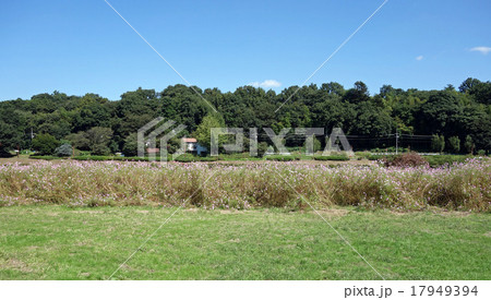都立武蔵野公園（はらっぱ）のコスモス 17949394