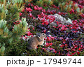 大雪山のエゾナキウサギ 17949744