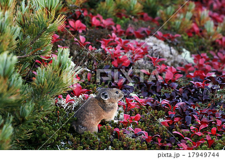 大雪山のエゾナキウサギ 大雪山のエゾナキウサギ 17949744