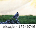 大雪山のホシガラス 17949746
