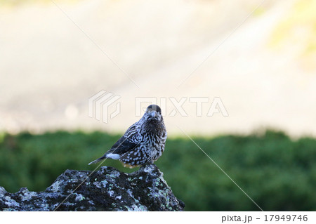 大雪山のホシガラス 17949746