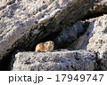 大雪山のエゾナキウサギ 17949747