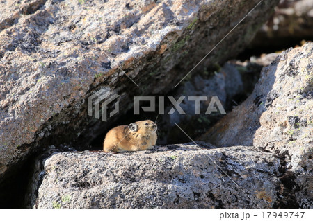 大雪山のエゾナキウサギ 17949747