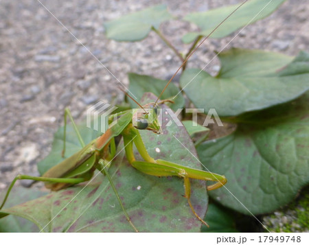 カマキリ カマキリ 17949748