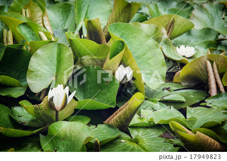 Flowering water lily Flowering water lily 17949823