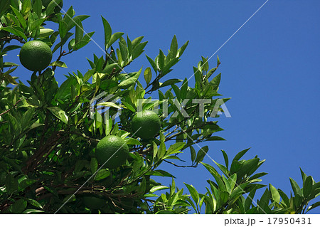 青いみかんの木 青いみかんの木 17950431