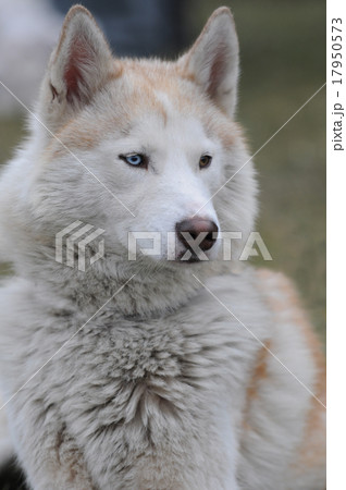 portrait of siberian husky 17950573