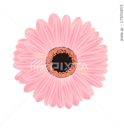 ピンクのガーベライラスト素材のイラスト素材